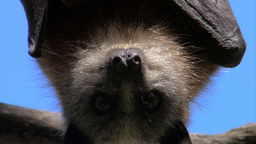 bat bat