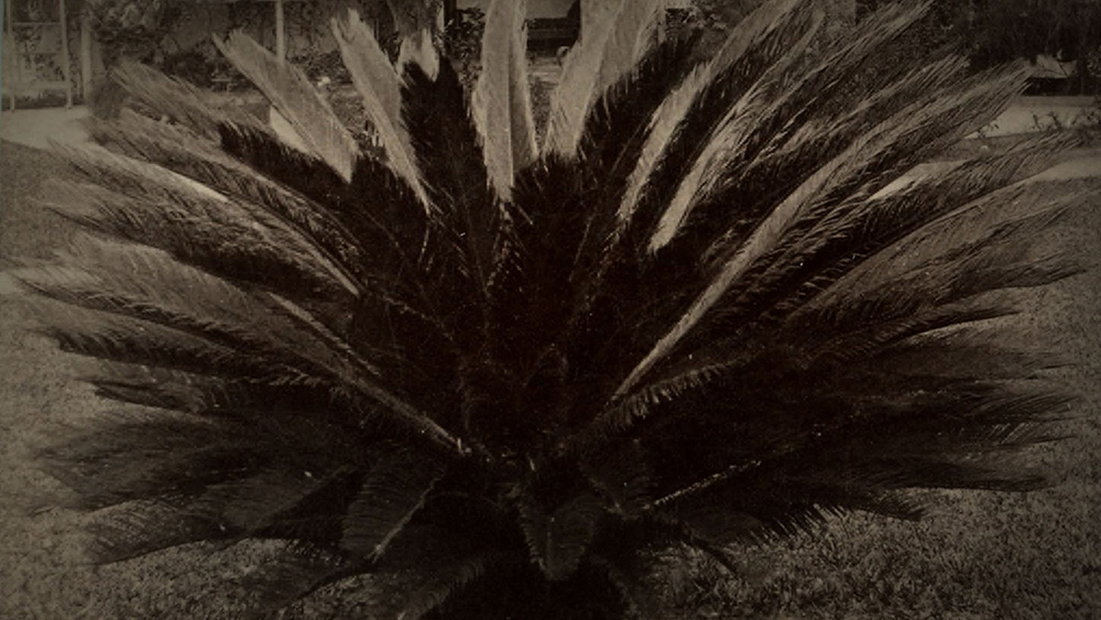cycad cycad